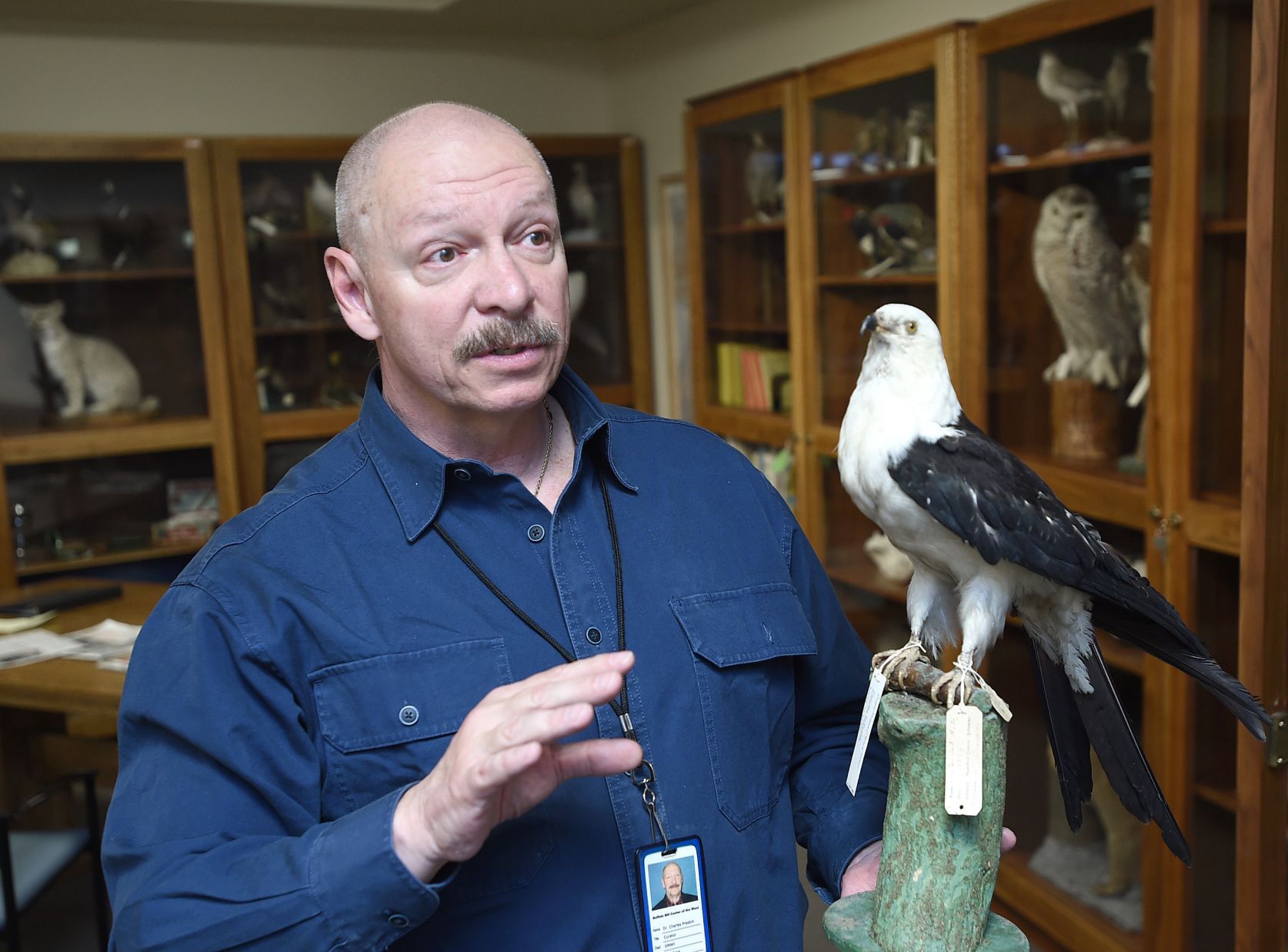 Museum swallow kite